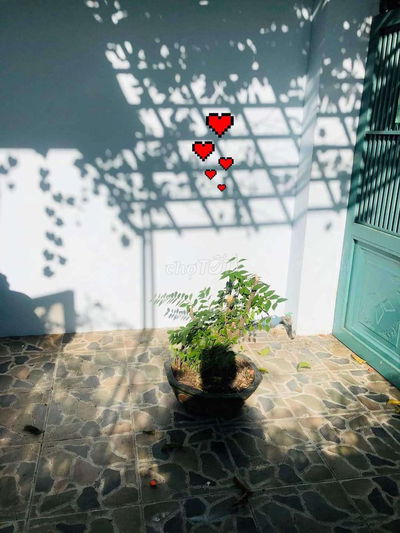 Cho thuê mặt bằng kinh doanh /làm kho / ở 🍒🫒 đường xe tải