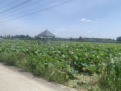 Đất ruộng lúa - 2001,3 m2 - Xã Thanh Phú Long -H.Châu Thành Long An