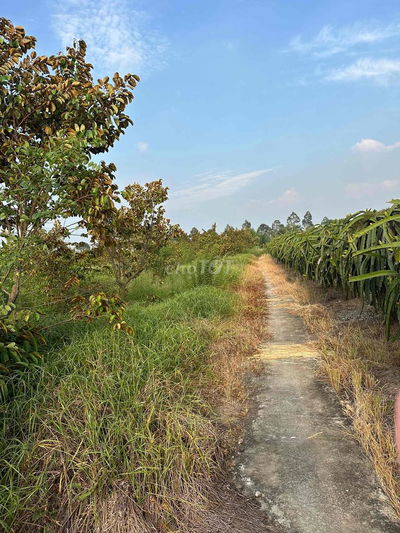 ✅ Cần bán 2.400m2 đất lúa giá rẻ tại Châu Thành, Long An cũ