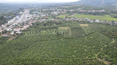 HÀNG NGỘP CẦN BÁN GẤP ĐẤT VƯỜN DI LINH