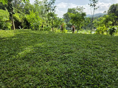 E có 1000m đất vườn giá rẻ tại đông xuân, quốc oai hà nội dành cho các bác làm nhà vườn nghỉ dưỡng