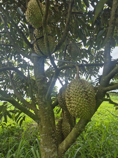 BÁN VƯỜN SẦU RIÊNG THÁI THU BÓI – NGAY KHU NÔNG NGHIỆP CÔNG NGHỆ CAO