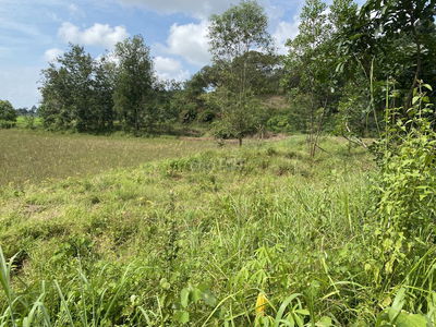 Đất thoải bám đường bê tông