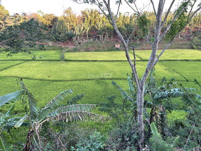💥Đất TC 400m2,Tổng 4,2 sào,View Lúa,ngay Eco City,hẻm Nguyễn Chí Thanh