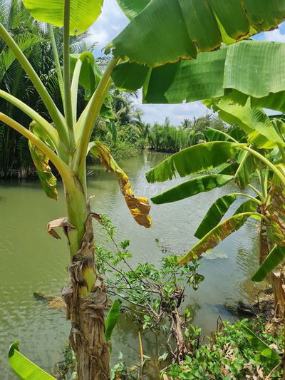 ĐẤT GIÁP SÔNG ĐẸP TẠI LONG AN