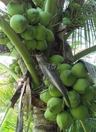 649 triệu/ Sổ sẵn 1001m2 Có VƯỜN CÂY ăn Trái. Nền cao ráo. dân đông