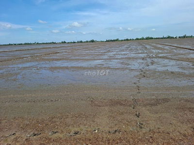 Bán đất lúa: 7.500m² (25m x 280m) 🔰Đường xe ba gác, xã Tân Hội Trung