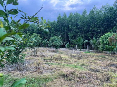 Đất trồng cây, Diên đồng Diên Khánh Hòa