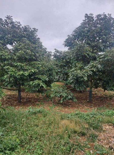 Rẫy Sầu Thu 120 cây Phường Cư Bao , đăk lăk