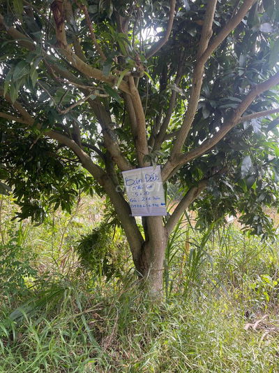 Đất thổ cư mặt tiền chính chủ không trung gian