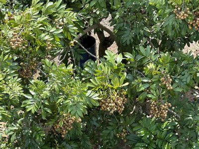 Cần bán 2 hecta đất vườn cây ăn trái , có sẵn 200m thổ cư