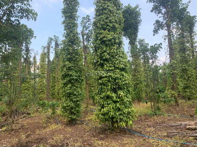 HOT! MUA ĐẤT TẶNG NHÀ +TIÊU + CAFE