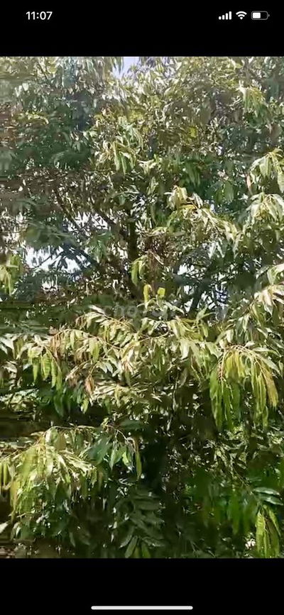 2 tỷ/ha nguồn thu mạnh sầu riêng, cf, tiêu. Mặt đường tải lớn, thông