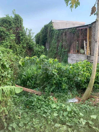 BÁN ĐẤT SỔ RIÊNG ĐẤT TRỒNG CẤY LÂU NẮM