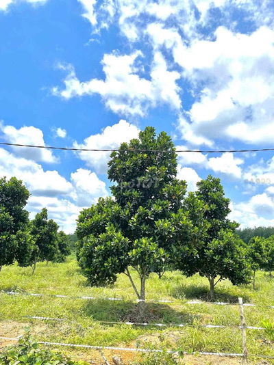 Chủ Gửi Mảnh Đất Vườn Có trồng sẵn mít 1000m2 giá hơn 400 xíu xiuu thô