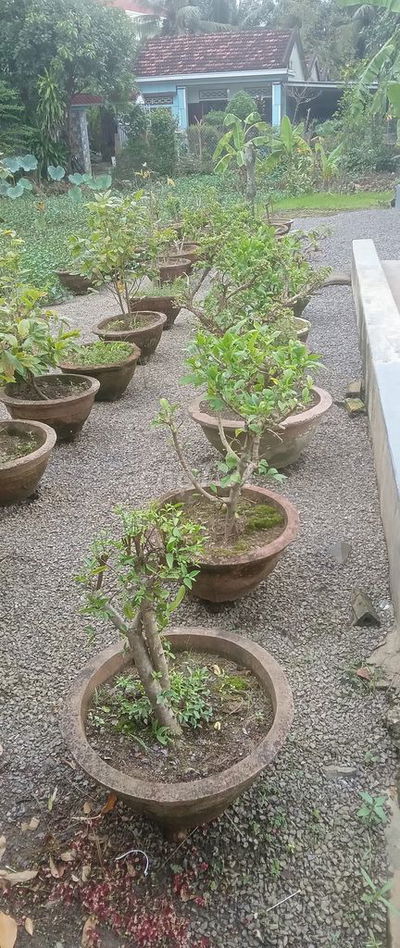 Bán 100m2 đất thổ cư chính chủ tại Thị Xã Ninh Hòa Khánh Hòa