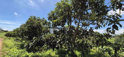 LÔ ĐẤT NGHĨ DƯỠNG NGUYỄN VIẾT XUÂN_ BẢO LỘC GIÁ CỰC ƯU ĐÃI