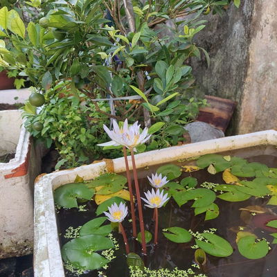 Cho thuê nhà trọ giá bình dân trung tâm thuận tiện cho công việc