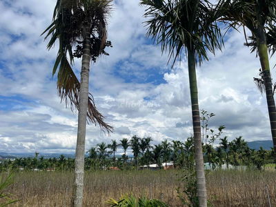 🌿 SỞ HỮU NGAY LÔ ĐẤT NGHỈ DƯỠNG VEN ĐÀ LẠT – VIEW ĐỒI THÔNG CỰC PHẨM