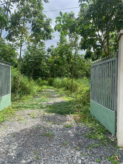 Chính chủ sang nhượng đất vườn 3 mặt tiền Hiếu Liêm  có nhà Yến mới xây, cao su 4 năm tuổi