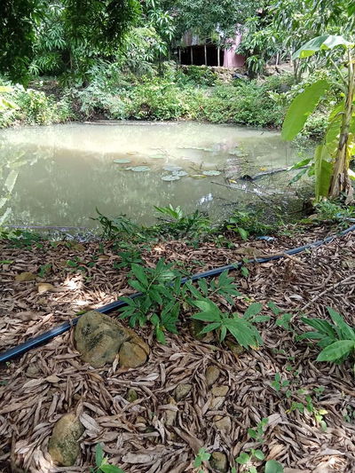 Đất kế hồ ô tả sóc