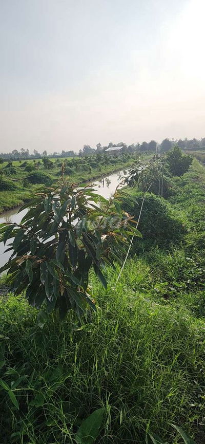 Bán7000m2 sầu RiêngTL922