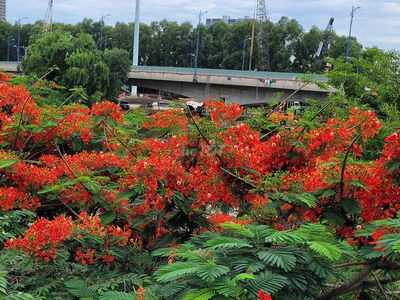 cho thuê phòng trọ q2 giá rẻ