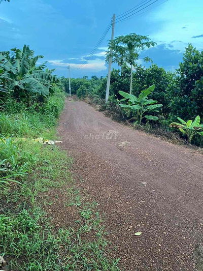 Bán 1000m2 đất vườn trái cây