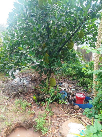 Bán đất Bình Chánh giá rẻ