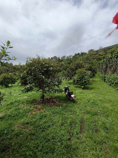 BÁN GẤP LÔ ĐẤT VƯỜN TRÁI CÂY SIÊU ĐẸP GIÁP SÔNG ĐẠI BÌNH 1HA ,GIÁ 9 TỶ