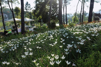 Cần bán căn liền kề góc công viên, view suối SPRING , dự án Thanh Xuân Valley, giá tốt
