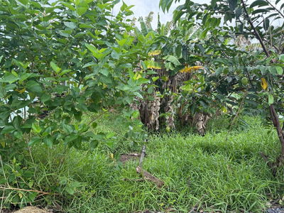 Khu dân cư Thái Mỹ - ngã 3 Trung Lập - Tỉnh lộ 7: 258m2 - Giá 1 tỷ 300