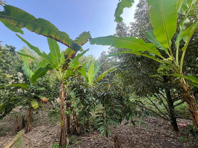 Chính Chủ Cần Bán Lô Đất Vườn