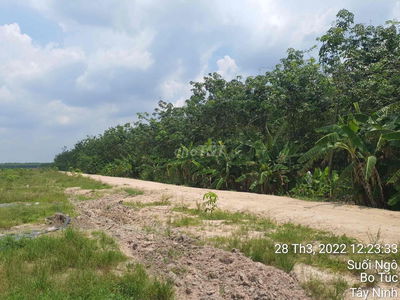 Cần bán 30000m2 đất trồng cao su Tây Ninh. Giá 7.5 tỷ