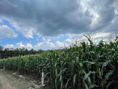 🌳 ĐẤT 8.252 m² – XÃ XUÂN TÂY, HUYỆN CẨM MỸ, ĐỒNG NAI  Đất ở🌳