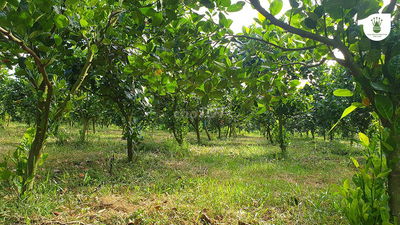 bán đất nông nghiệp ấp 9, xuân tây, 7 xào, 600tr/xào.