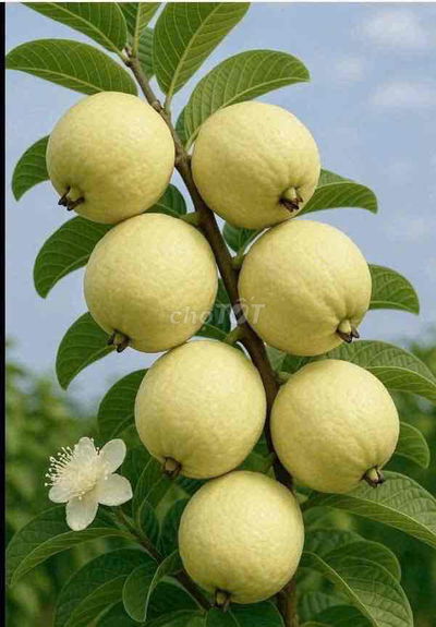 BÁN ĐẤT DỰ ÁN DIAMON LSLAND -ĐẢO KIM CƯƠNG -Q9