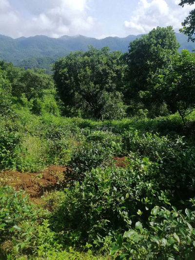 Đất đường NBk thị trấn Đạ M'Ri cách Quốc Lộ 20 chỉ 50m giá 120 tr/1m