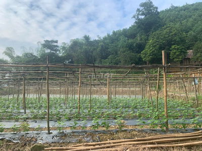 SỞ HỮU NGAY SIÊU PHẨM 7HA NGHỈ DƯỠNG TẠI KIM BÔI HƠN 60KM TỪ HÀ NỘI!