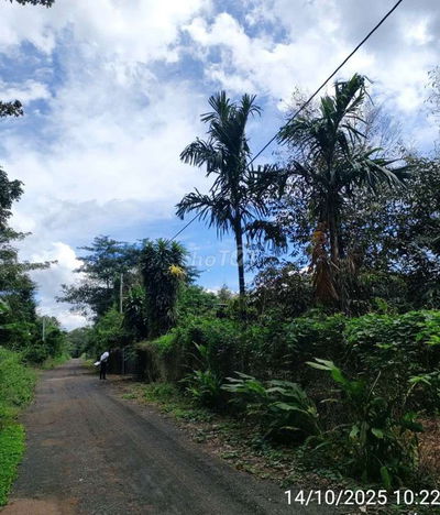 BÁN 6.6 SÀO ĐẤT TẠI BÀU LÂM,XUYÊN MỘC,VŨNG TÀU NAY LÀ TP.HCM,530TR/SAO