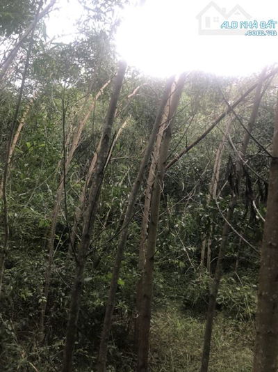 35000m2 Đất rừng bằng phẳng giá rẽ tại xã Thượng Đức-Đà Nẵng