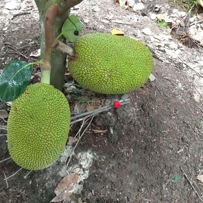 Đất vườn  1000 MV tại xã Bình Đức bến lức Long An