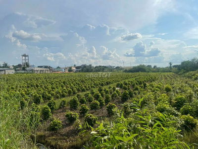 Bán 5000m2 đất vườn Bình Lợi, Bình Chánh, sổ hồng riêng