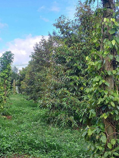 Bán rẫy sầu riêng 8,6 sào Thôn 6 xã Tân Lập