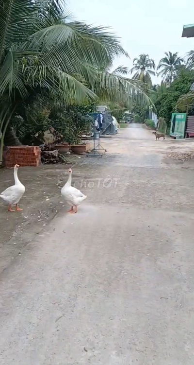 Bán lô đất gần chợ An Sơn Thuận An Bình Dương