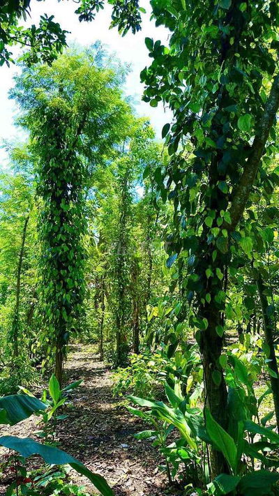 BÁN ĐẤT 300 TRIỆU/SÀO THƯƠNG LƯỢNG