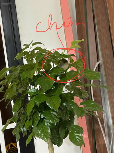 NHÀ ĐẸP ĐÓN TẾT, 5 TẦNG LÔ GÓC 4 MẶT THOÁNG, TẶNG FULL NỘI THẤT