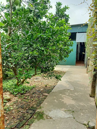 Cho thuê nhà riêng 82m2 tại Đức Diễn, Phú Diễn, Hà Nội giá rẻ 4tr5/th