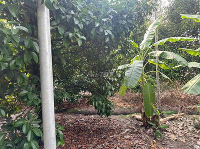 Bán đất vườn tuyệt đẹp mặt tiền An Sơn 02, ngang 24m, thổ cư khủng