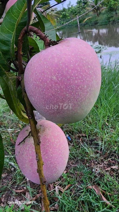 🌟🌟Cần bán vườn cây ăn trái An Điền.